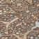Machine Washable Indoor/Outdoor Boruta ACN2250 Global Rug