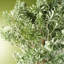 70cm Faux Evergreen Plant in Pot Liner