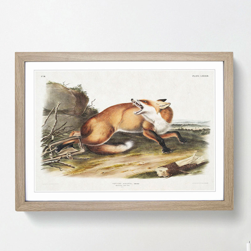 Red Fox Caught in a Trap by J.W. Audubon - Picture Frame Painting Print, 27cm H x 36cm W x 2cm D, Oak Framed