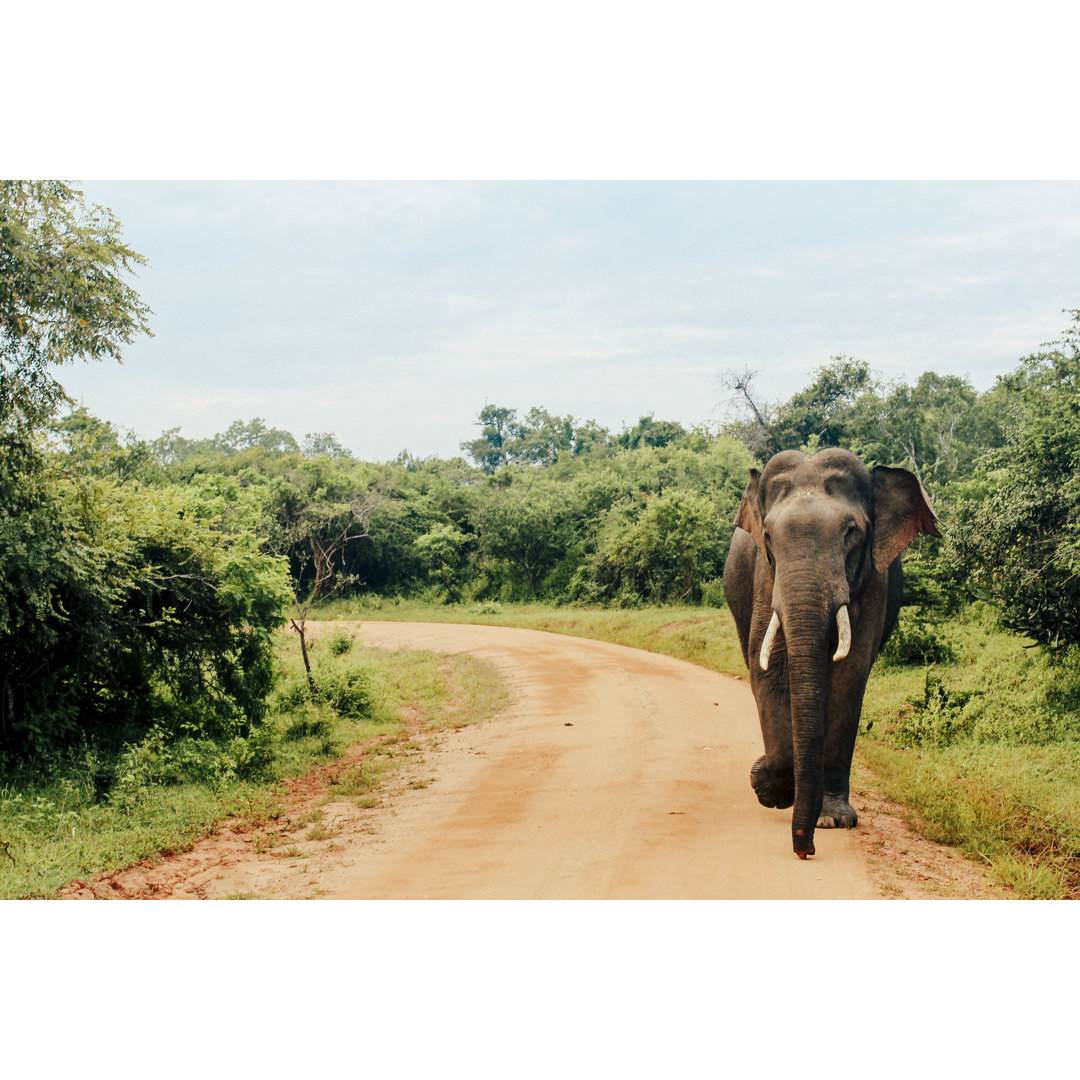 Asiatischer Elefant sri lanka