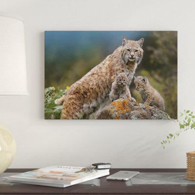 «Bobcat Mother and Kittens, North America», impression sur toile