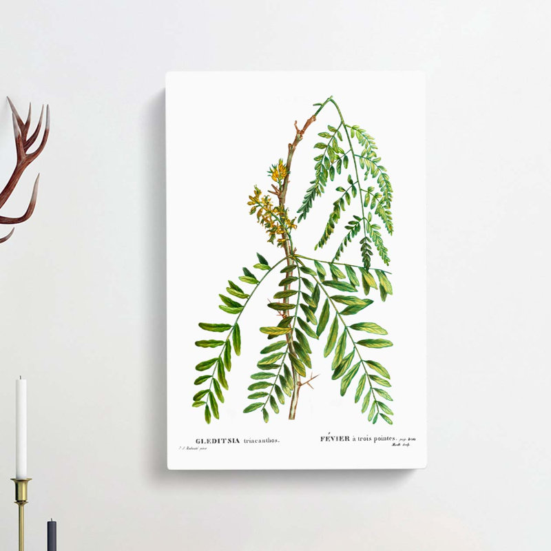 Honey Locust Branch by Pierre-Joseph Redoute - Wrapped Canvas Painting Print, 60cm H x 40cm W x 3cm D