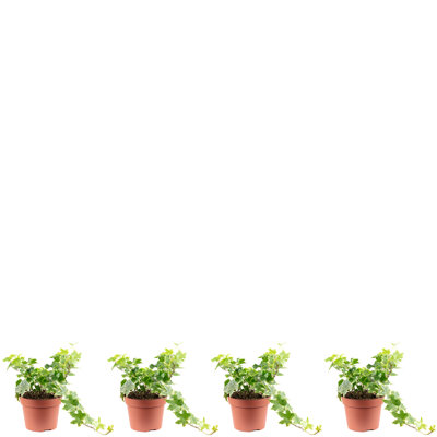 Alvoid 4-Piece Plant Set