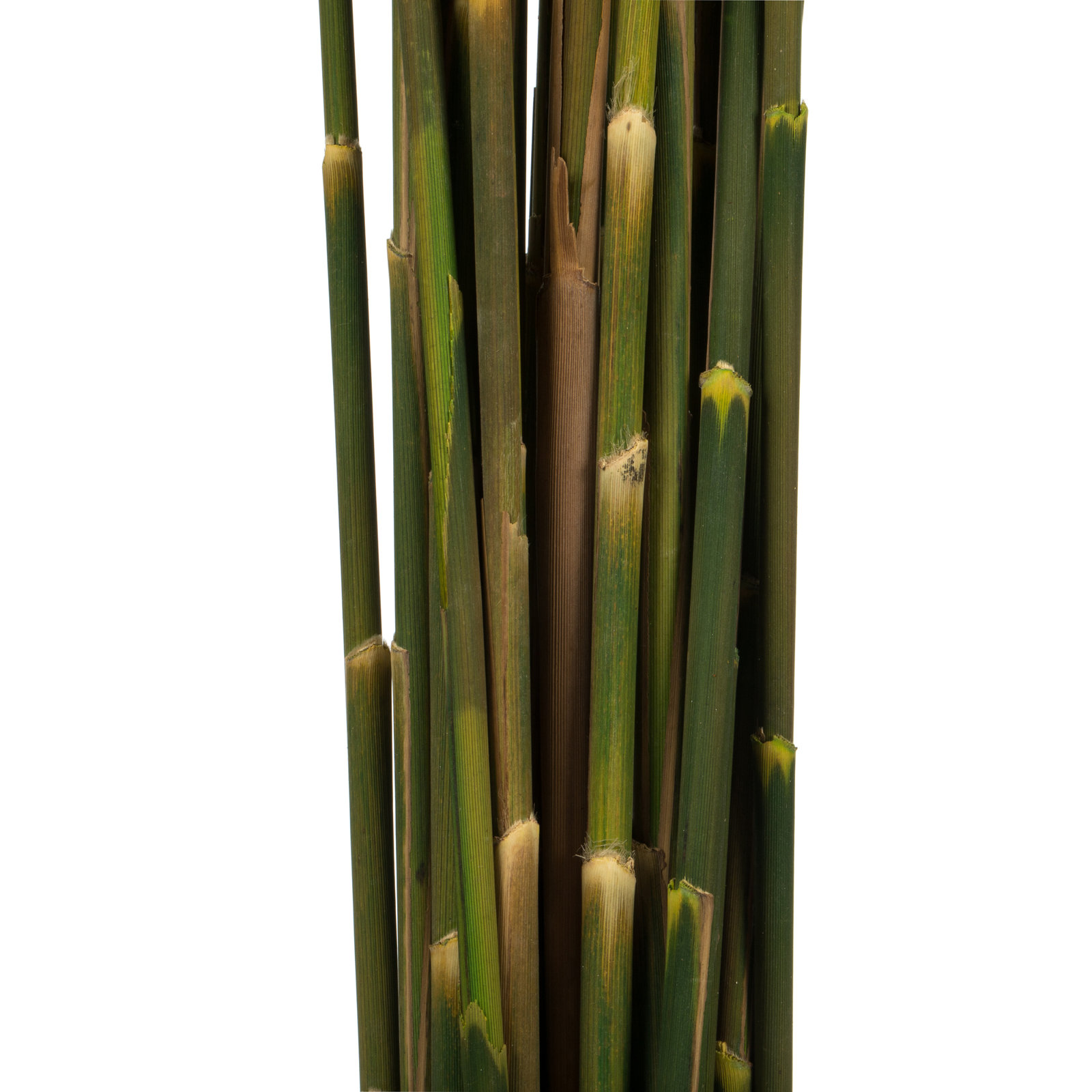 Zellmer 36'' H Preserved Plume Reed Bundle, Aspen Gold