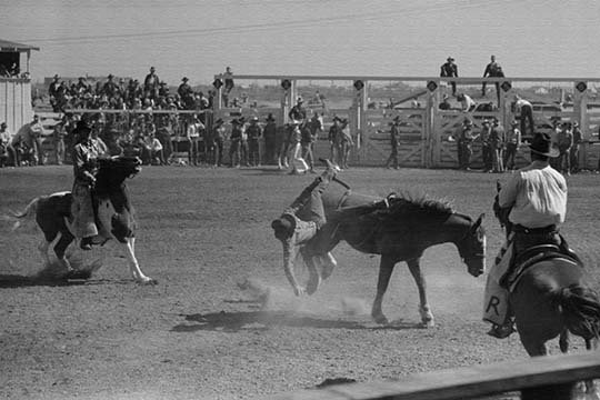 Imprimé de photographies bronzées off a bronco, H 24 po x l 36 po x P 1,5 po