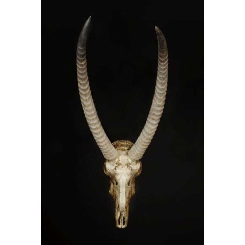 Skull And Bones III Print by Nash Rambler, Outdoor, 30" H x 20" W x 1.5" D
