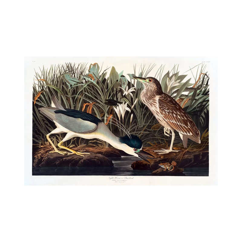 Black-crowned Night Heron Or Qua Bird by John James Audubon - Wrapped Canvas Gallery-Wrapped Canvas Giclée