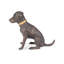 Labrador Smoking A Cigar