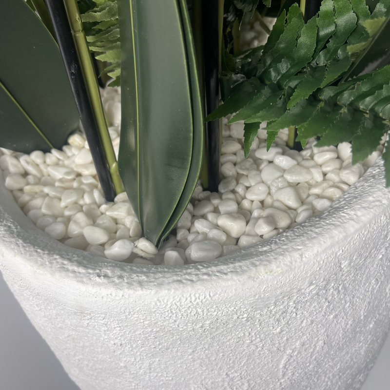 Anneus 150cm Plant