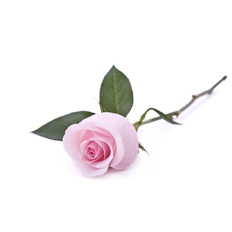Roses roses (XL) par Liliboas, H 12 po x l 18 po