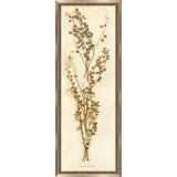 Napa Valley 1872 Herbarium VIII Print