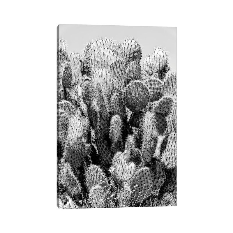 Cactus Stings by Philippe Hugonnard - Wrapped Canvas Print, 101.6 cm H x 66.04 cm W x 1.91 cm D