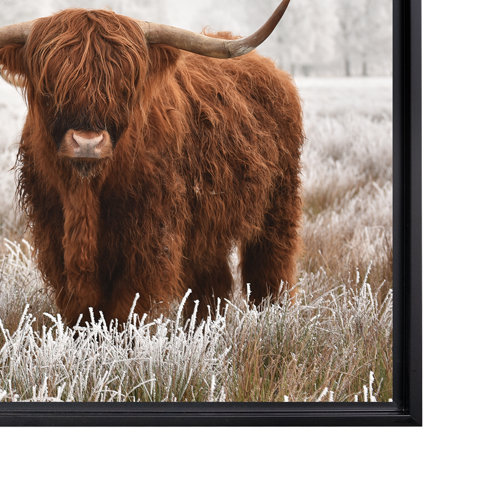 Union Rustic Highland Cattle Framed On Canvas Photograph | Wayfair