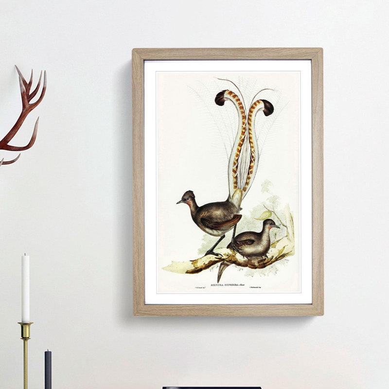 Lyrebird by Elizabeth Gould - Framed Print, 36cm H x 27cm W x 2cm D, Oak Framed