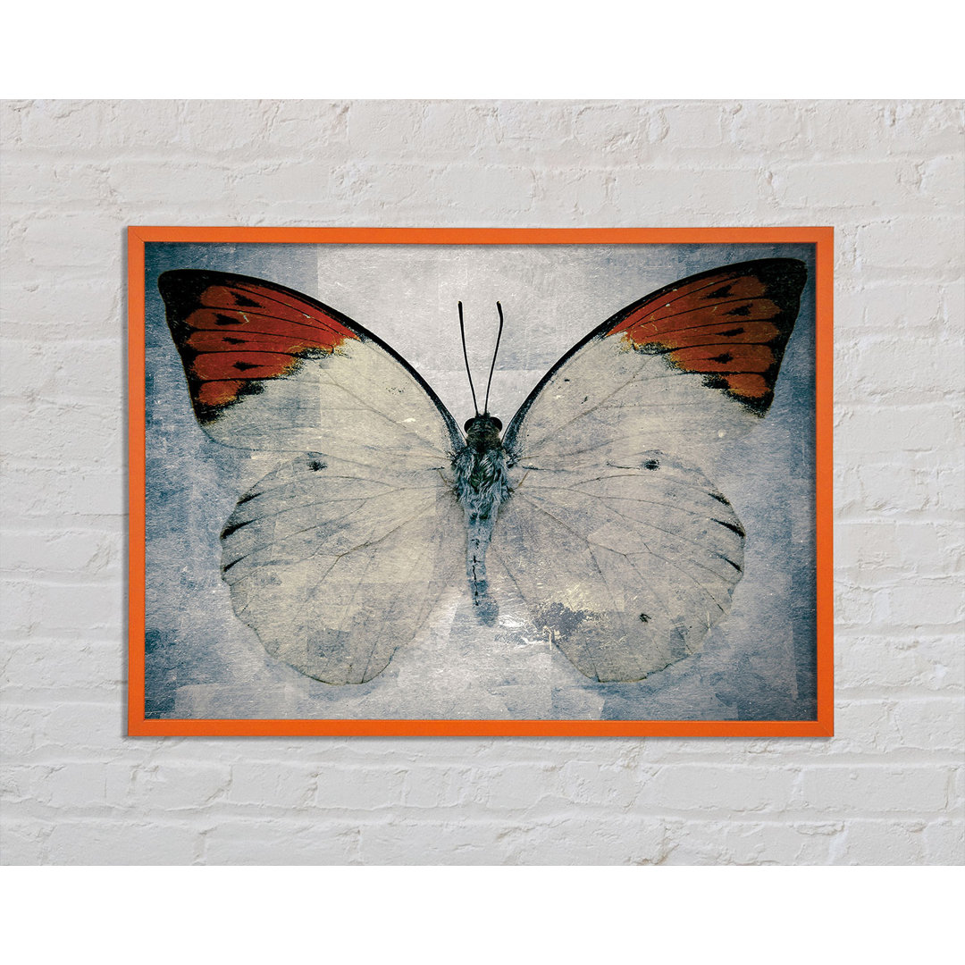 Margorie Orange Tipped Butterfly - Druck