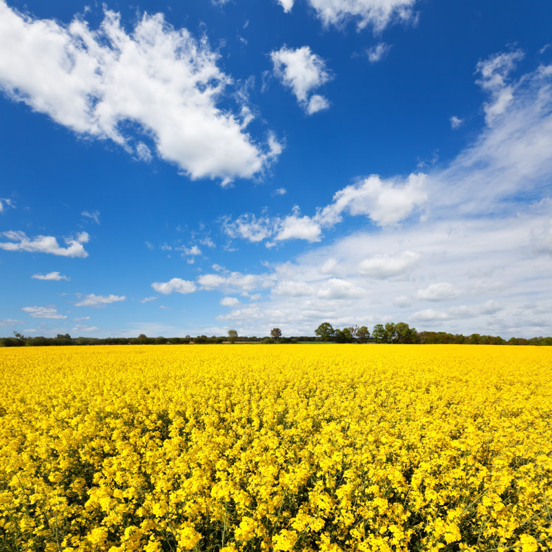 Canola Fields - Wrapped Canvas Print, 51cm H x 51cm W x 3.8cm D