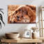 Setter irlandais Brampt-107848947