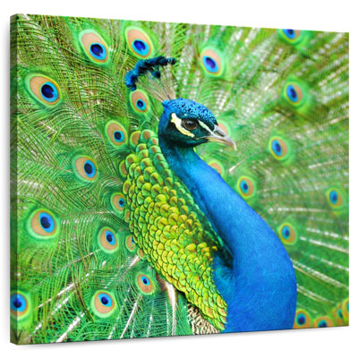 Crowle - magnifique paon