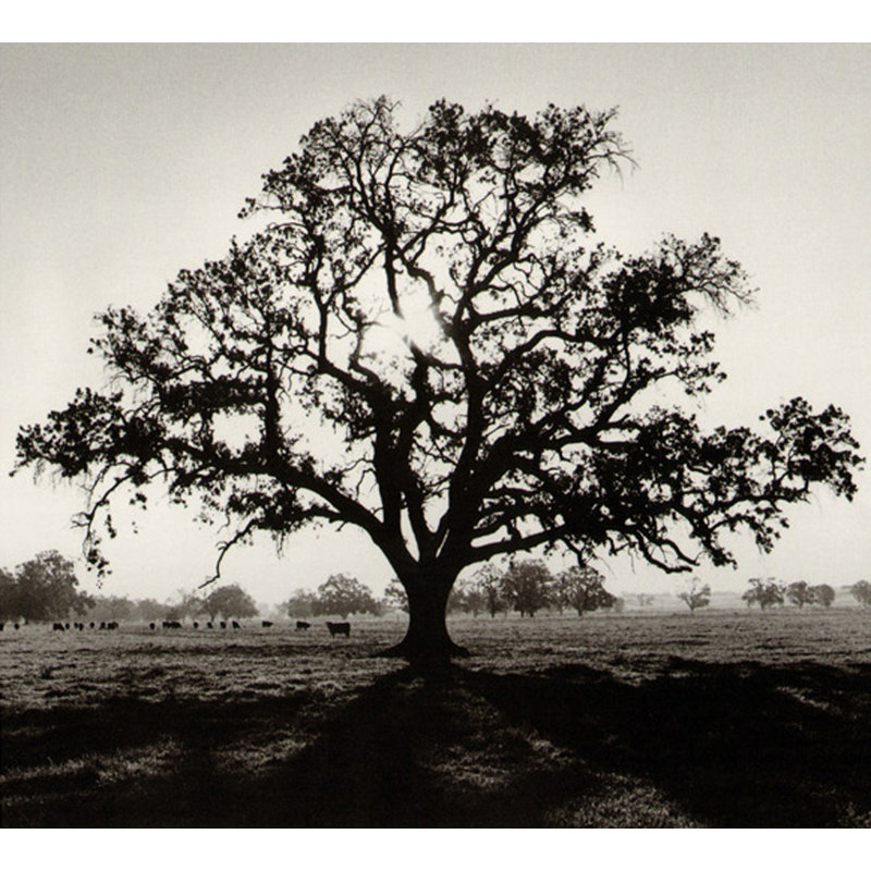 Oaktree, lever de soleil, H 20 po x l 22 po