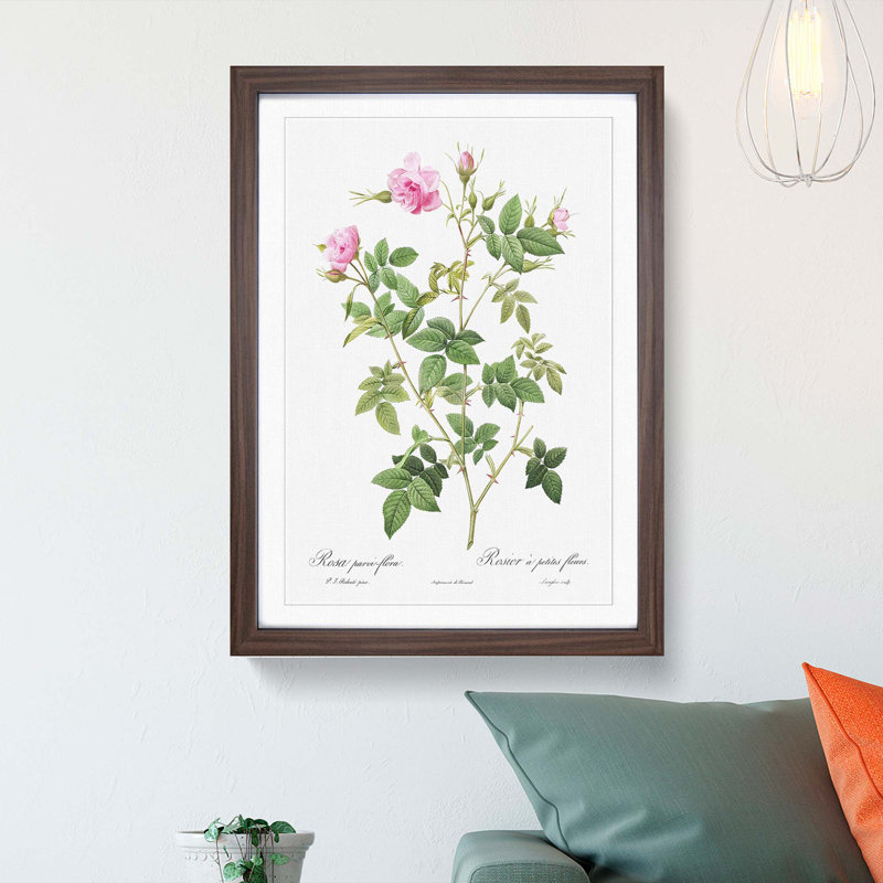 Wild Rose in Pink by Pierre-Joseph Redoute - Framed Print, 65cm H x 48cm W x 2cm D, Walnut Framed