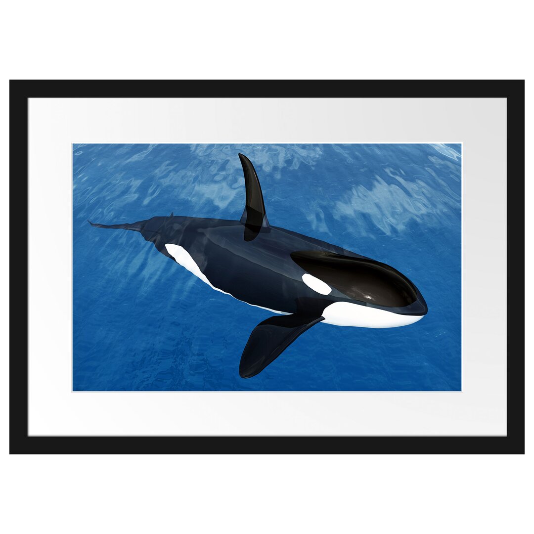 Gerahmtes Poster Orca im blauen Meer