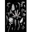 Botanical Collage 3 Print