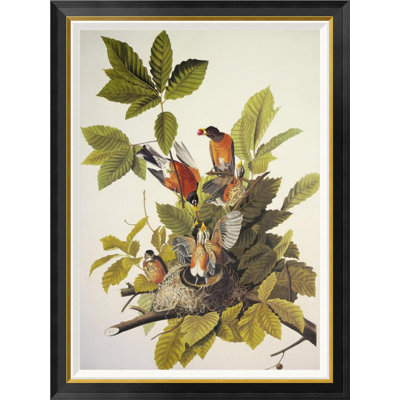 " American Robin " by James Audubon