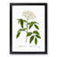 Elderflower Tree by Pierre-Joseph Redoute - Picture Frame Painting Print-55539515-55539516