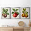 Antique Fruit IX - Ensemble de 3 impressions sur toile encadrées-700919558-700919562