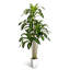 Dracaena artificiel brésilien en pot