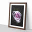 The Pale Purple Rose - Framed Print-56742485-56742490