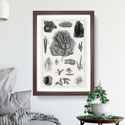Collection of Fossils II by Oliver Goldsmith - Framed Print