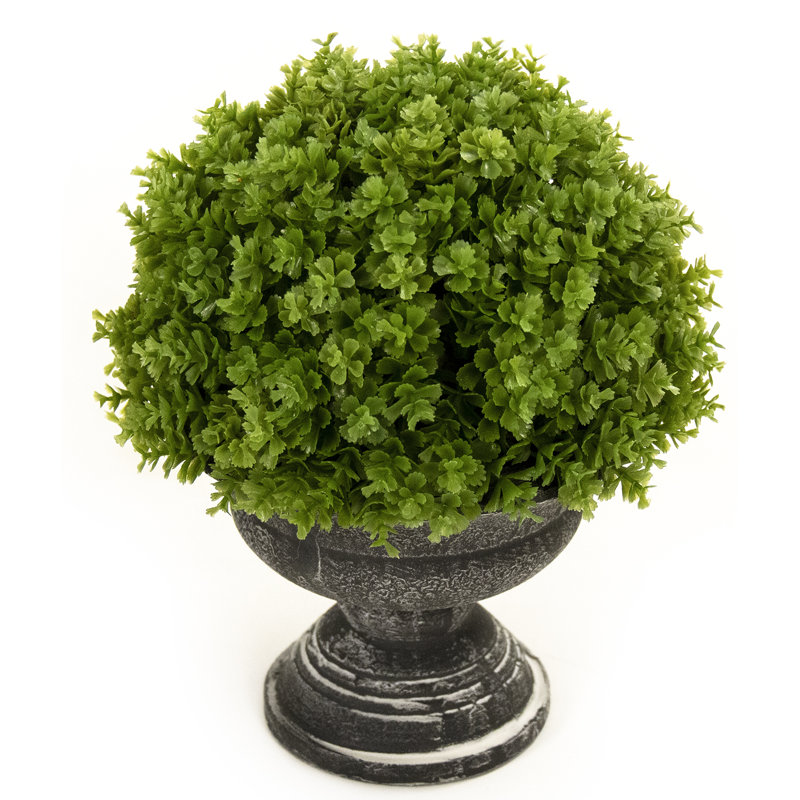 Eucalyptus Plant in Urn