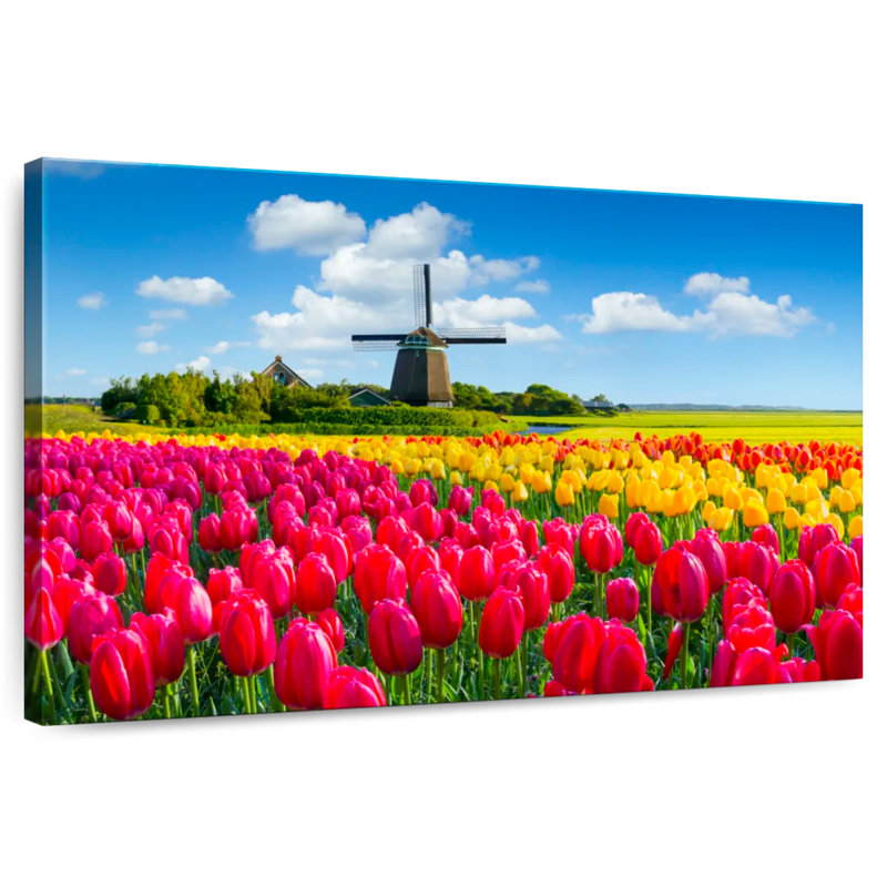 Champ de tulipes Alvord Holland, H 26 po x l 39 po