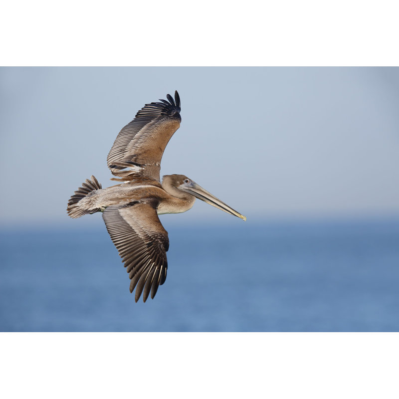 «Brown Pelican in Flight» par Brianlasenby - Photographie sur toile tendue, H 12 po x l 18 po