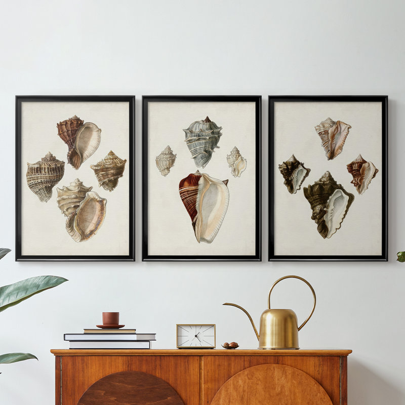 Sowerby Shells I  -Custom Framed  Wrapped Gallery Canvas - 3 Pieces, Black, 21" H x 30" W