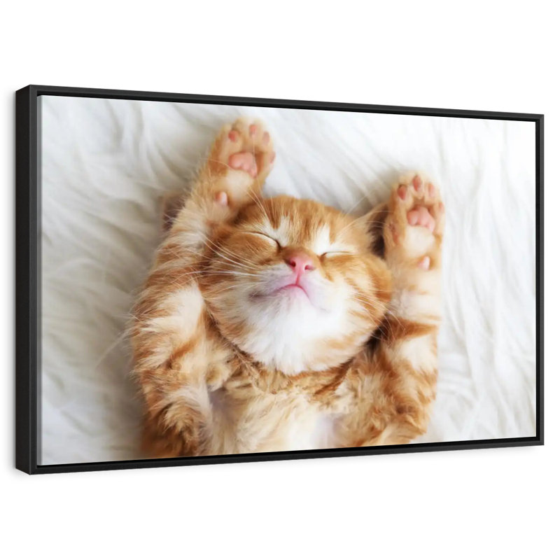 Sleepy Kitty, Cadre flottant noir, 31 po x 21 po