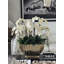 Vivien Gold Vase With Phaleanopsis Orchids-772172526