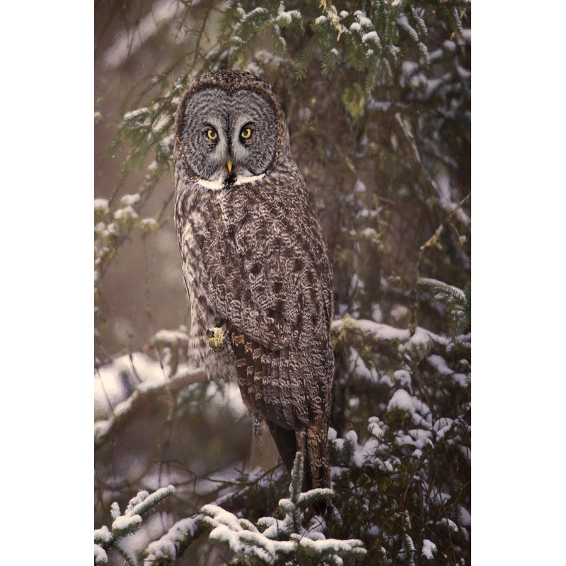 Hibou dans la neige I, H 48 po x l 32 po x P 1 po