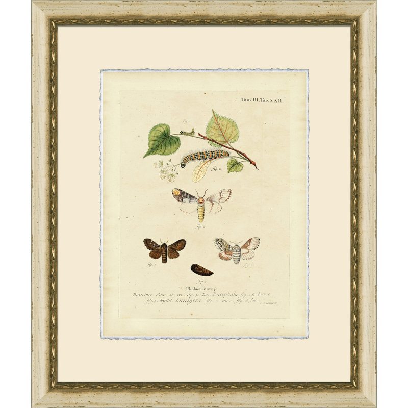 Small Moth Study IV Print
