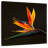 Harnek Exotic Crane Lily-109216455