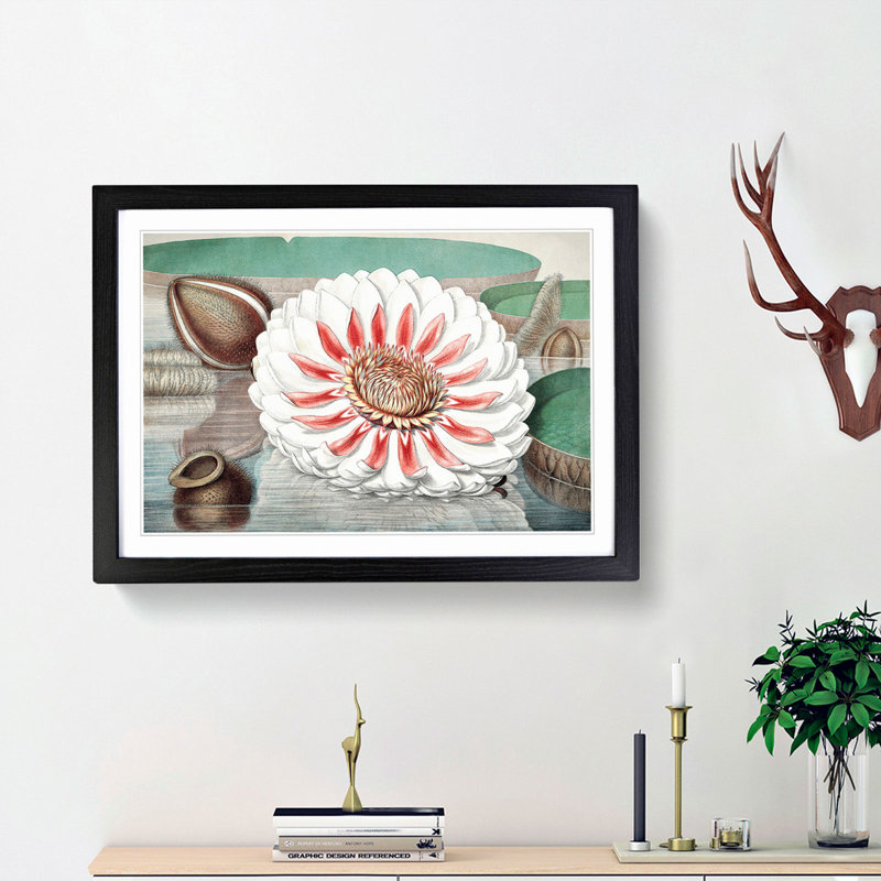 Gigantic Water Lily in Full Bloom by William Sharp - Picture Frame Painting Print, 48cm H x 65cm W x 2cm D, Black Framed