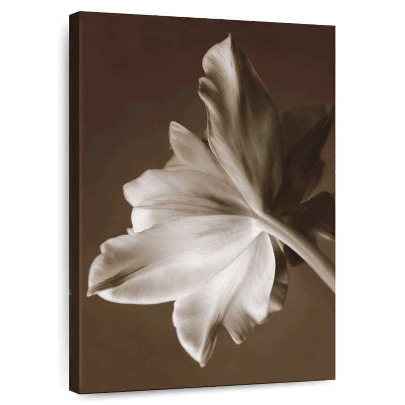 Harnek Moonglow Tulip, 30" H x 20" W