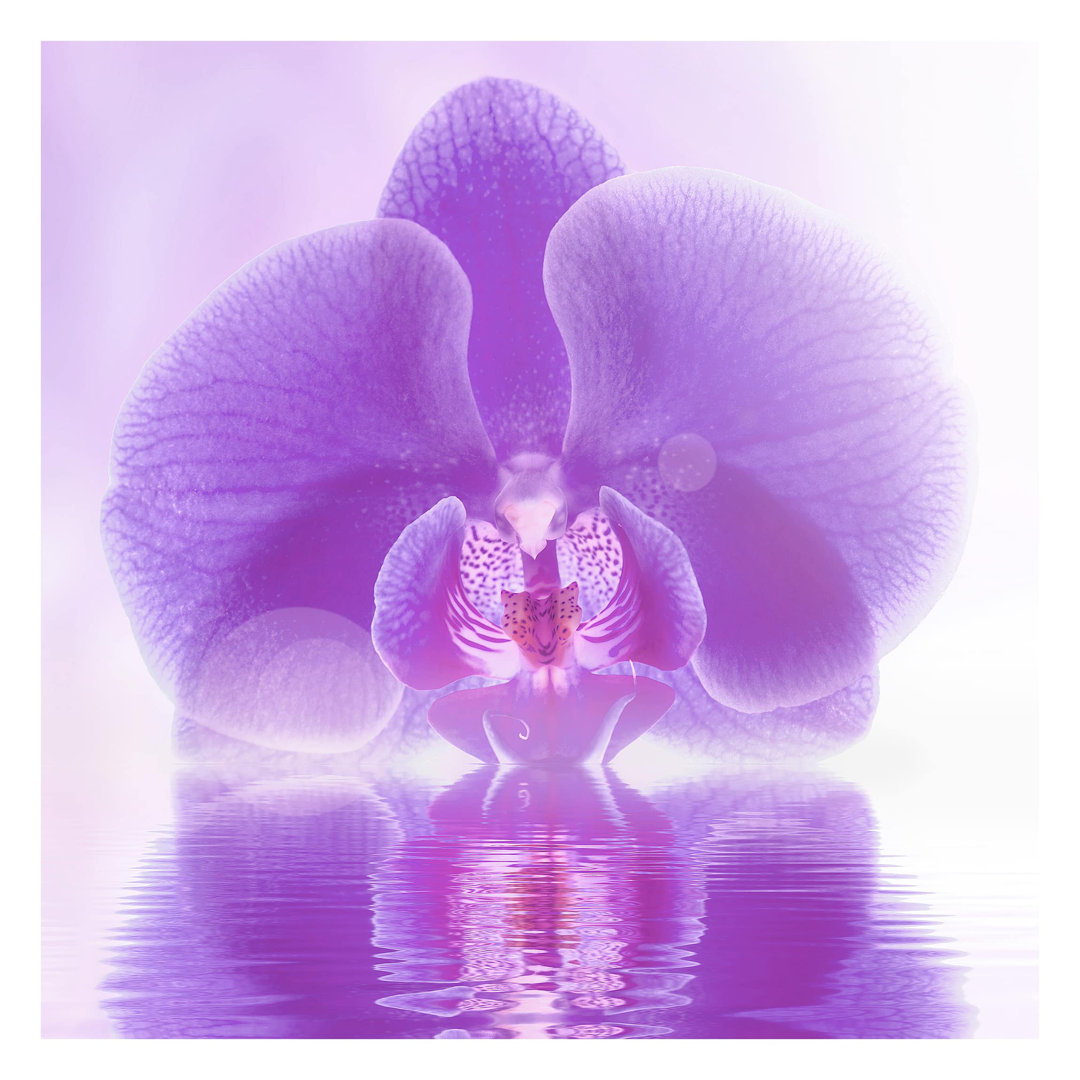 Purple Orchid on Water 2.4m x 2.4m Textured Matte Peel & Stick Wall Mural