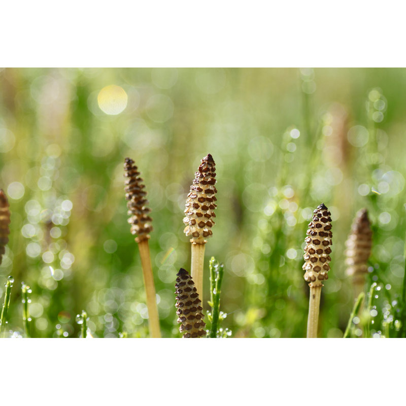Equisetum Arvense by Yankane - Wrapped Canvas Print, 81cm H x 122cm W