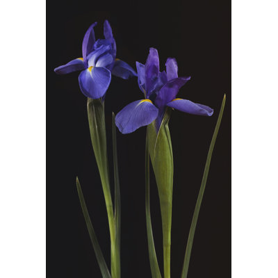 Iris sur fond noir II