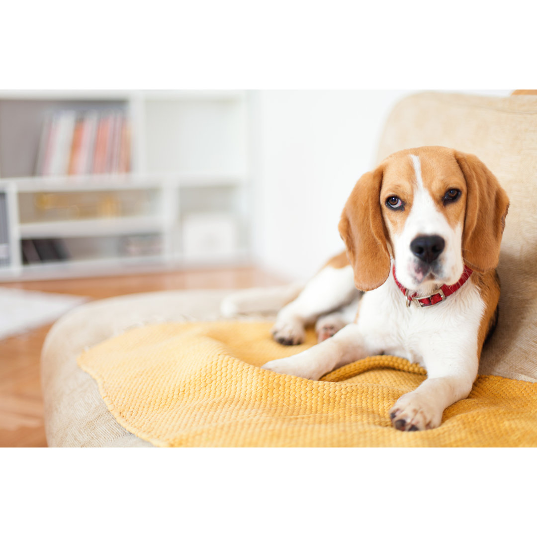 Beagle in einem Zimmer