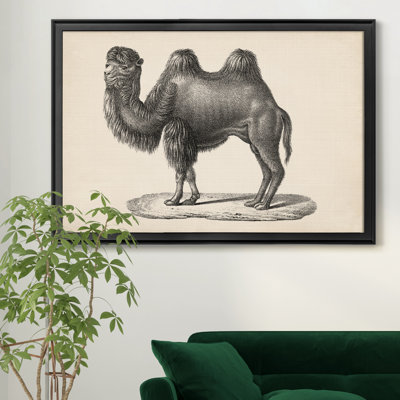 Brodtmann chameau - cadre photo, reproduction d'art sur toile