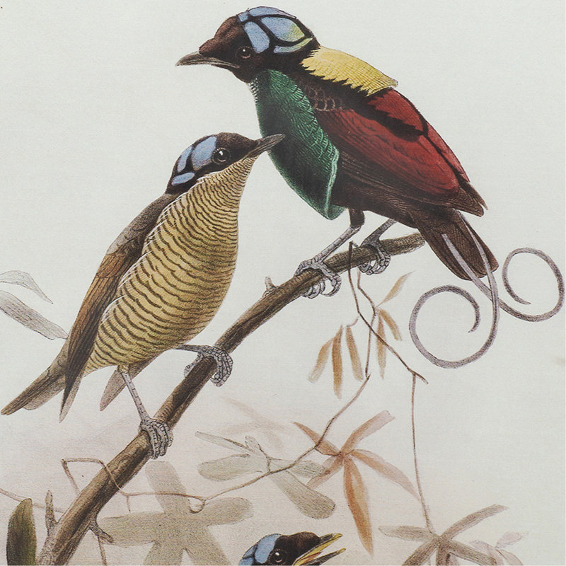 Multicolore, cadre mural en bois brun avec deux oiseaux