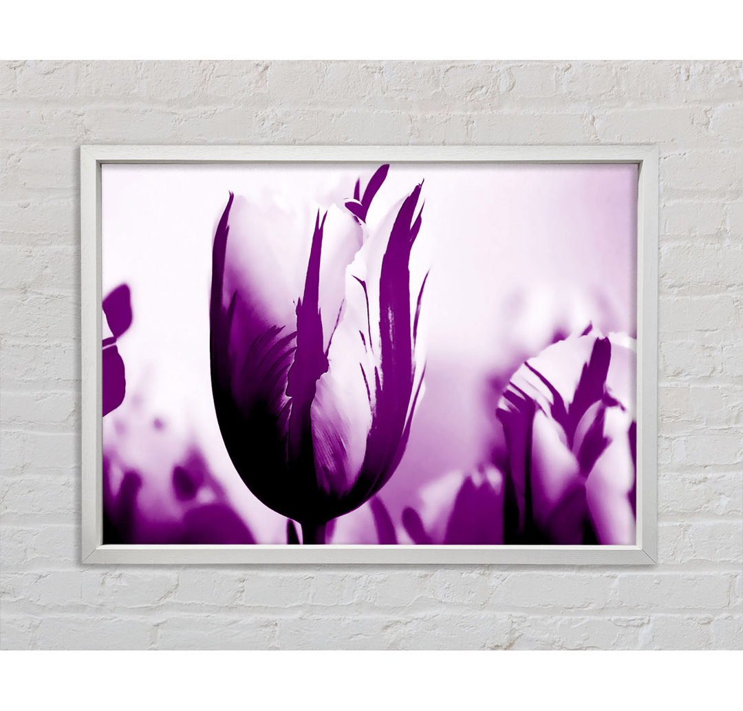 Gem Of A Tulip Purple - Einzelner Bilderrahmen Kunstdrucke auf Leinwand